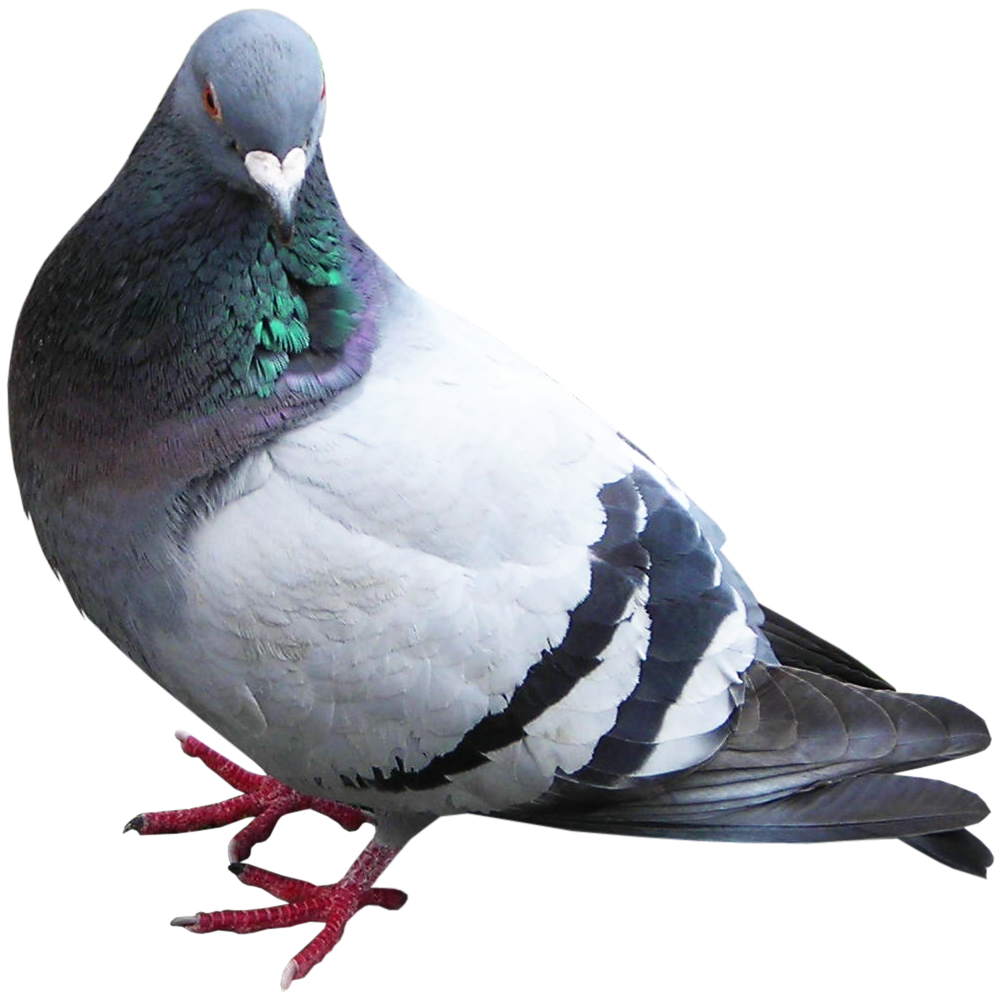 Pigeon